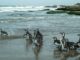 pinguinos rescatados