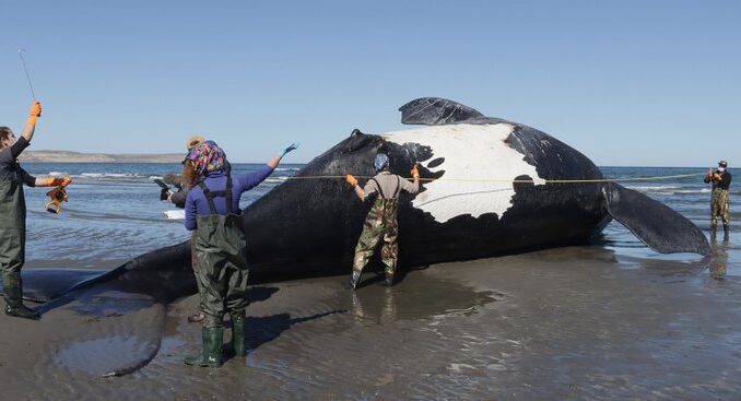 ballena greenpeace greenpeace