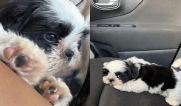 perro del dipy gomez