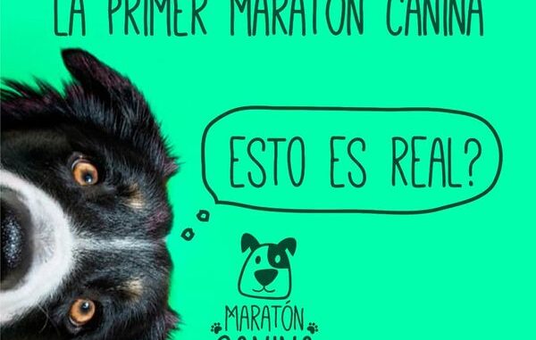 maraton canina