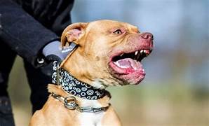 pitbull