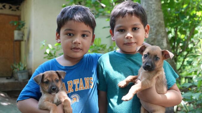 amigos