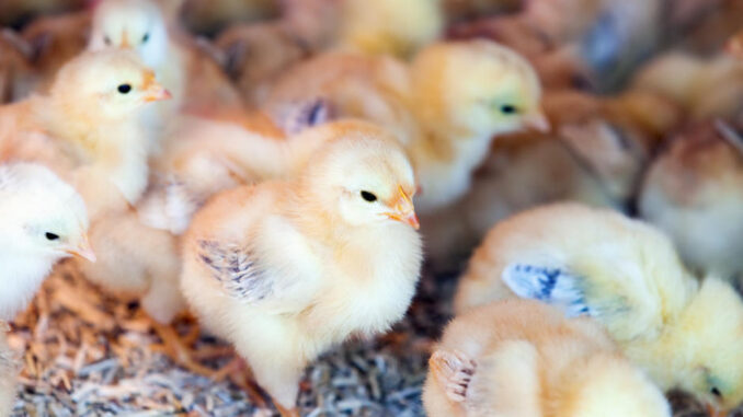 little chicks at farm
