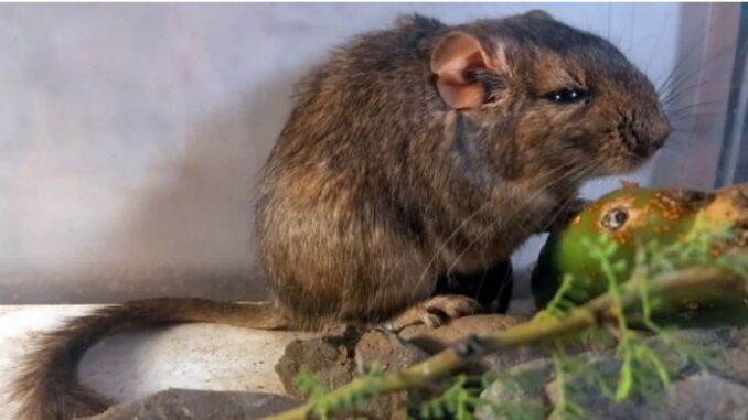 rata vizcacha de Guasapampa