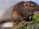 rata vizcacha de Guasapampa