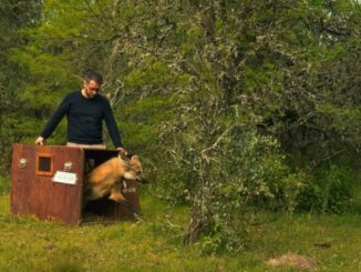 liberacion de animales en cautiverio