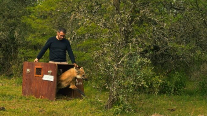 liberacion de animales en cautiverio